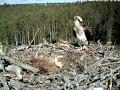Sibling rivalry: Smallest osprey chick attacks nest mate, June 2012
