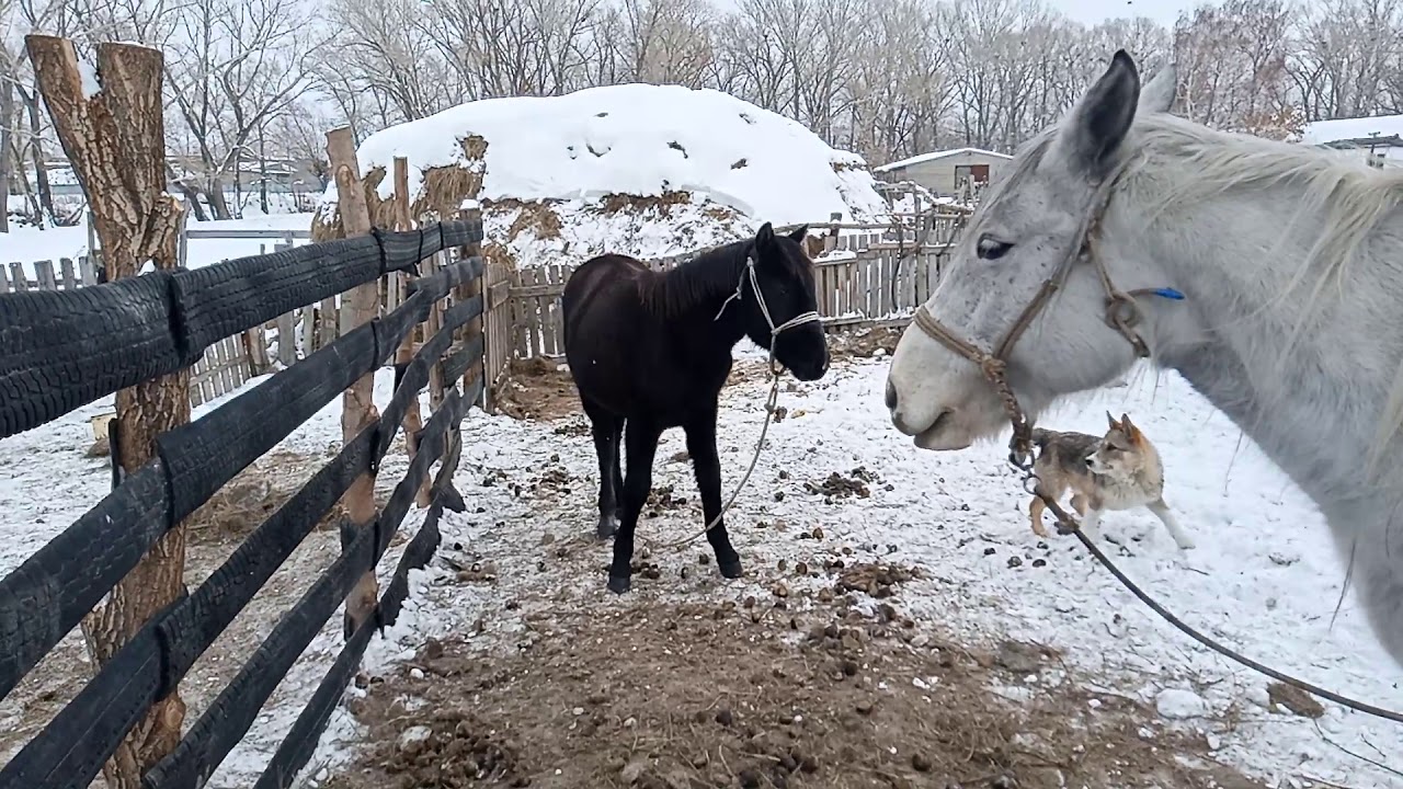 бесплатный забор - YouTube