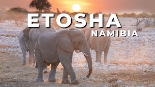 Amazing ETOSHA! - National Wildlife Park in Namibia