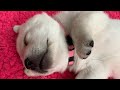LIVE PUPPY CAM - Inside the pen with Lab puppies!