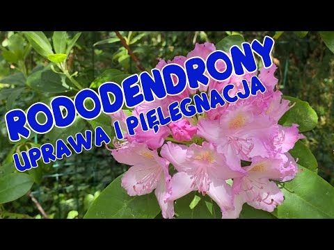 Uprawa i wymagania rododendronów. Jak sadzić rododendrony? Jakie lubią stanowisko? Praktyczne porady