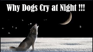 Why Dogs Cry at Night - Why Dogs Howl at Night - Why Dogs Bark at Night - Why Dogs Weep at Night