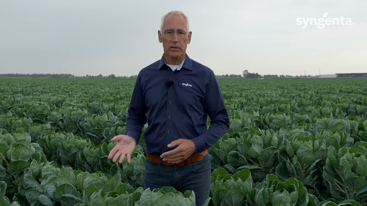 Crop Advisor Steven in de spruitkool