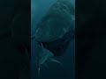 Megalodon vs Shark 😱 The Return of Nature’s Most Brutal Predator
