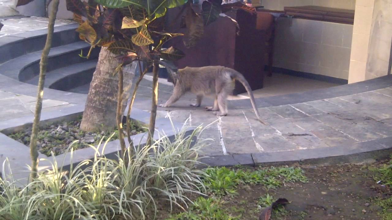 Monkey Forest in Champlung Sari Hotel Ubud Bali, Indonesia