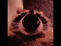 PEDRO PEDRO PEDRO Slowed Reverb 