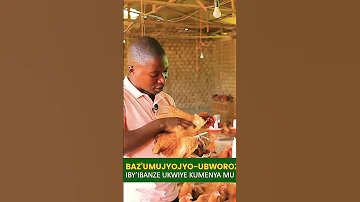 Abahujubumwe Ba Rubavu Ni Urubyiruko Rwishyize Hamwe Borora Inkoko Ubu Bageze Ku Nkoko Zirenga 960 