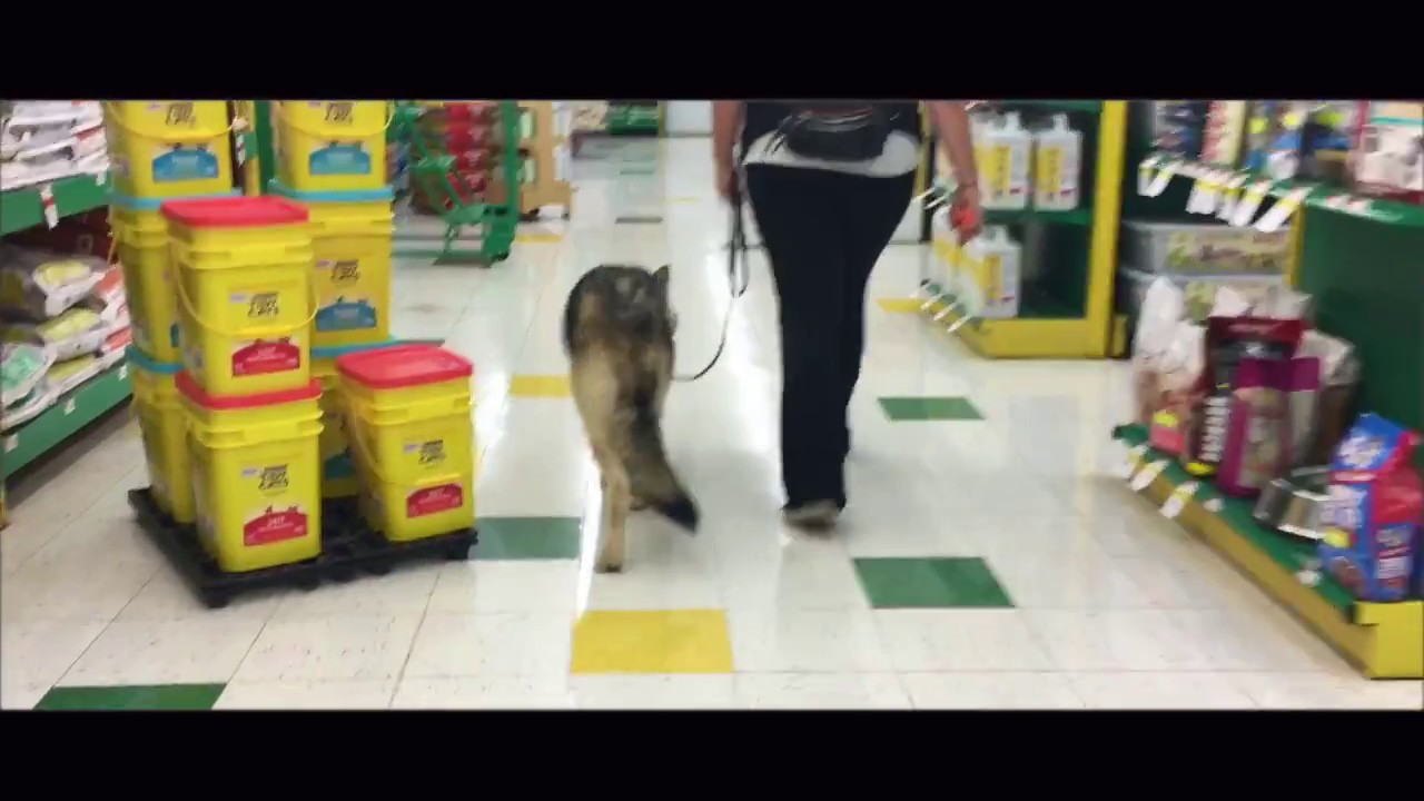 Are Wolf Hybrids Easy To Train?