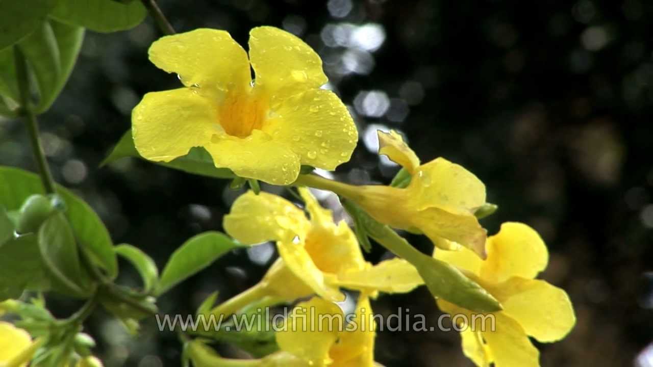 Allamanda Flowering In Sikkim Youtube