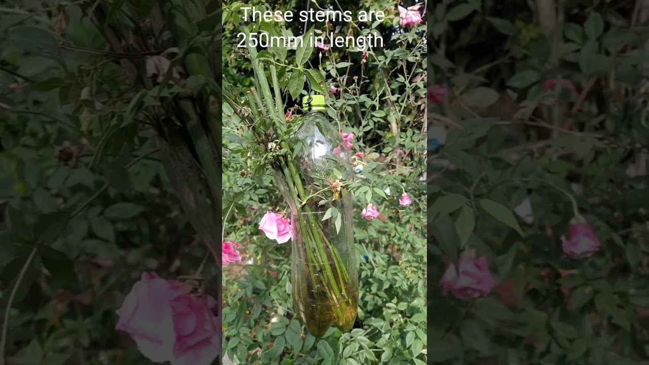 The easiest way to grow Roses