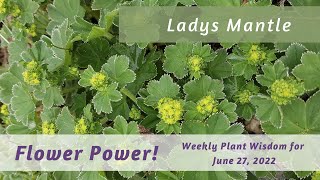 Lady's Mantle Flower Power