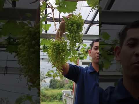 perlunya penjarangan buah