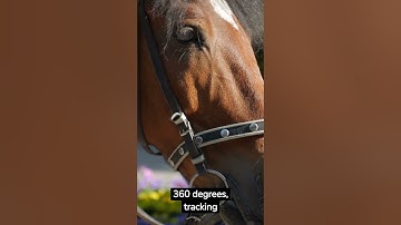 Do you know why herbivores and predators have different eyes?  #animalshorts #animalworld  #animales