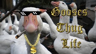 Geese. Thug Life