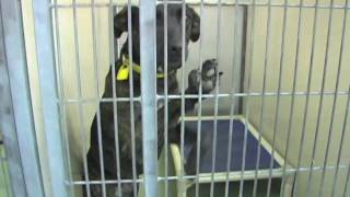 Adopt a Pet Today - Cleveland APL