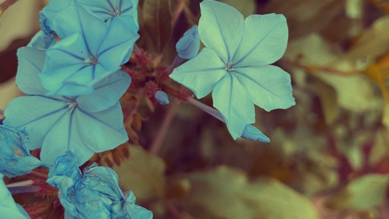 Happy TRILLMORE - Darkis Knite