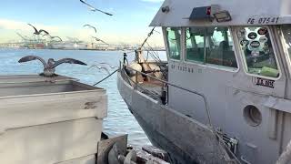 J Deluca Fish Unloading California Market Squid - Loligo