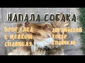 НА НАС НАПАЛА СОБАКА // Прогулка с собакой // Английский кокер спаниель