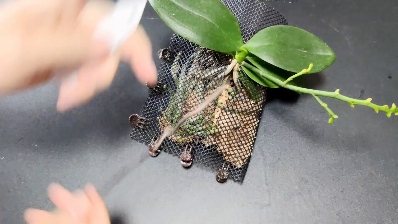 只要一個膠網就解決了蝴蝶蘭爛根問題【Vinson Garden 講花經】