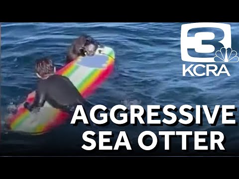 Santa Cruz warns beachgoers about aggressive sea otter