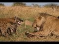 Lion vs Hyenas: Original uncut epic battle