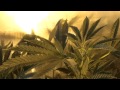 Veg Room Full Of Cannabis Cup Winners mp3