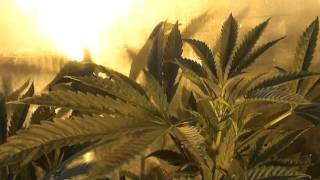 Veg Room Full Of Cannabis Cup Winners