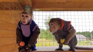 Pet Monkey