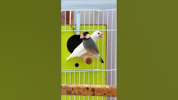 Java finch k eggs fertile hain 🤩how to check finch eggs