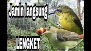 SUARA BURUNG SOGON DAN CIT KEMADE BETINA || untuk memikat jantan