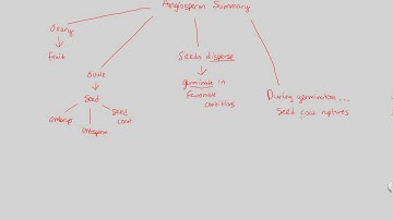 PD II - Angiosperms Summary | BIALIGY.com