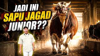 TINGGINYA KAYA WARISO, KATANYA BERAT UDAH SAMPE 1400KG, INI DIA SAPU JAGAD JUNIOR!