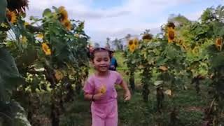 Sunflower Farm at the @GFarm