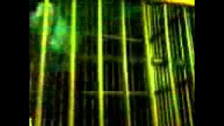 crecetan kutilang malam