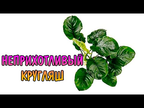 Video: Apvalialapė