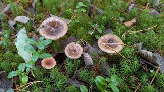 видео: Гигрофор поздний (Hygrophorus hypothejus). Гриб на месте произрастания, при приготовлении и на вкус. картинка: Гигрофор поздний (Hygrophorus hypothejus). Гриб на месте произрастания, при приготовлении и на вкус.