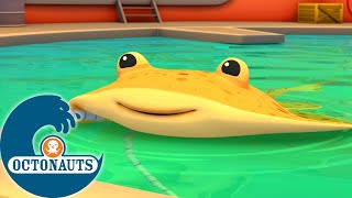 Octonauts - Les raies électriques | Dessins animés pour enfants