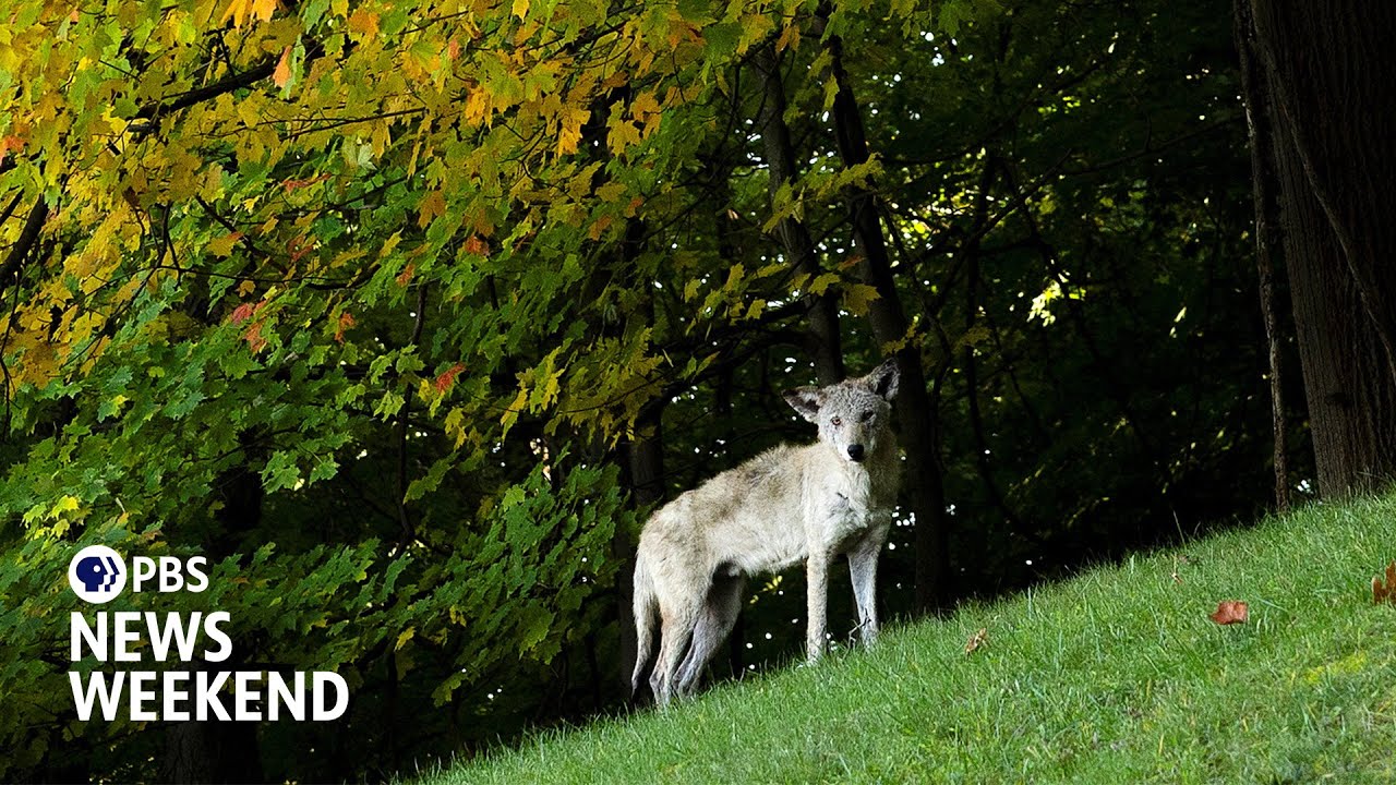 How coyotes are adapting to urban life and thriving in U.S. cities