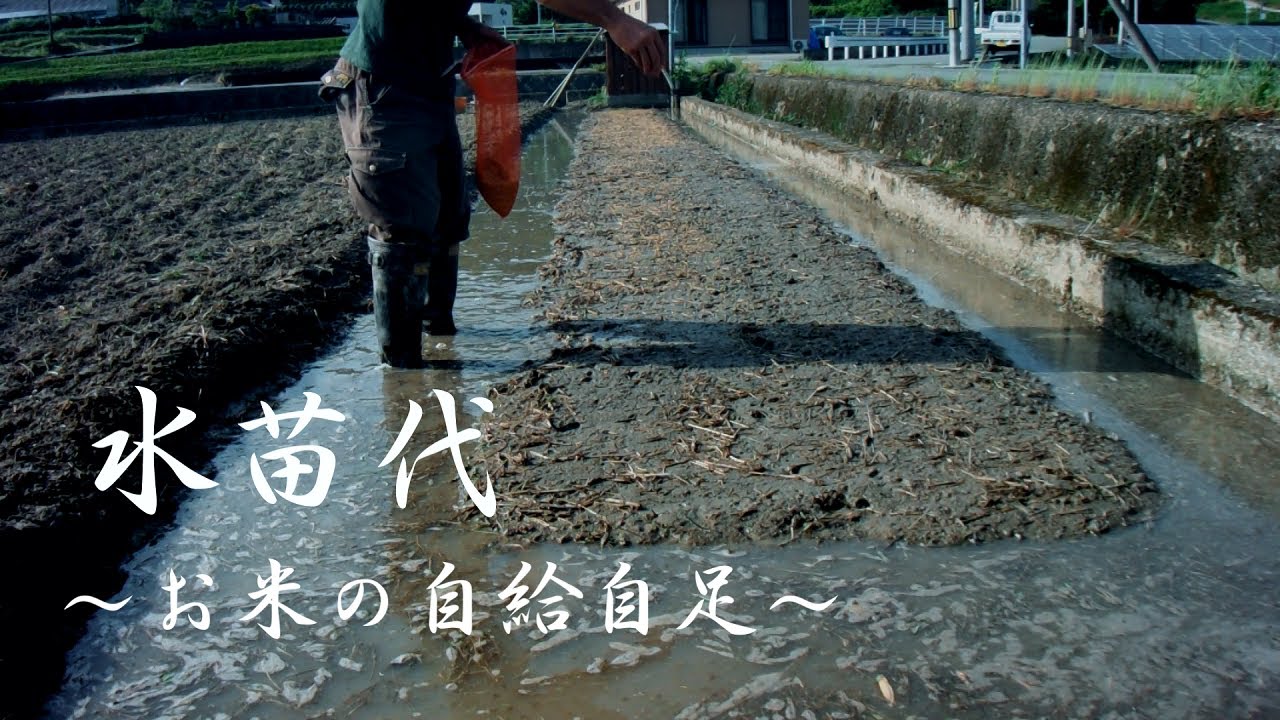 昔ながらの苗代を作る～①お米の自給自足～Old-fashioned Japanese rice farming.