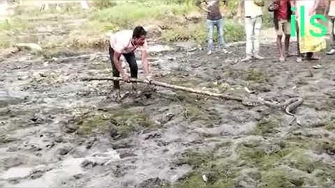 A huge python was rescued from a residence near Siliguri Eastern Bypass this evening.