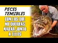 7 Peces Monstruosos Del Amazonas Que No Conocías