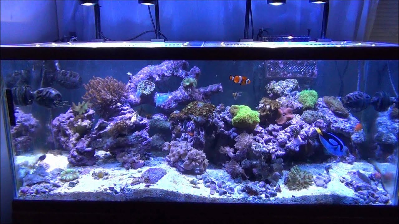 my reef tank under