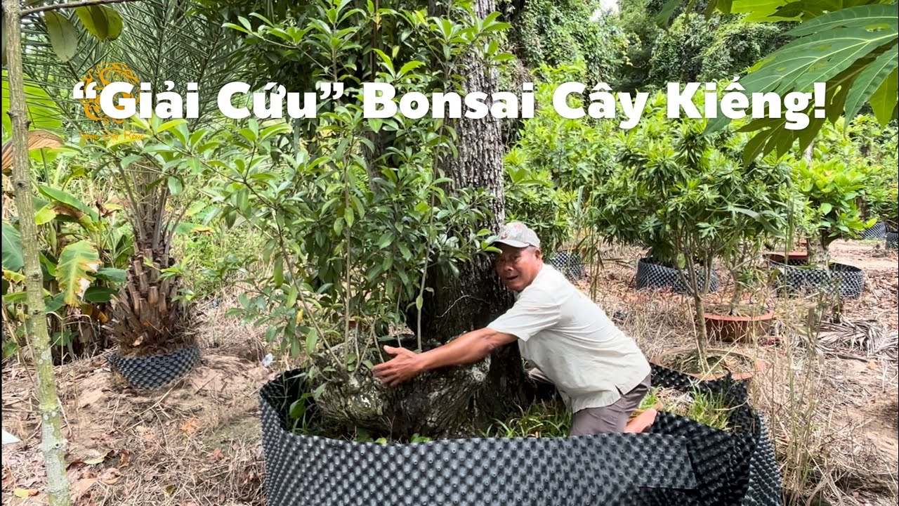 Vườn kiểng cây Ăn trái cổ thụ thanh lý giá rẻ ở Cần Thơ|Vùng Đất Rồng 