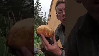 Bushcrafted bread #shorts #survival #trending #youtubeshorts #bushcraft #outdoors
