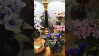 My Joy...how To Grow African Violets Under A Lamp