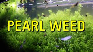 Pearl Weed Live Aquarium Plant Complete Guide