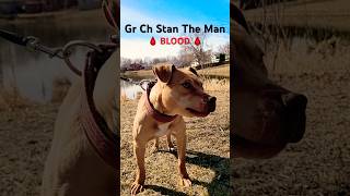 Gr Ch Stan The Man Blood 4 Generations
