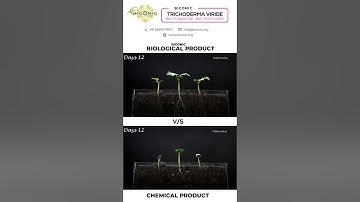 Organic vs. Chemical: The Benefits of 𝐁𝐈𝐂𝐎𝐍𝐈𝐂 Trichoderma Viride Bio Fertilizer