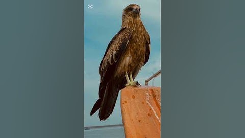 #قرآن #راحة_نفسية #تلاوة_خاشعة #quran #shortvideo