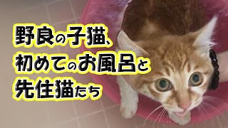 #52 野良の子猫、初めてのお風呂と先住猫、先住犬たちの羨望のまなざし